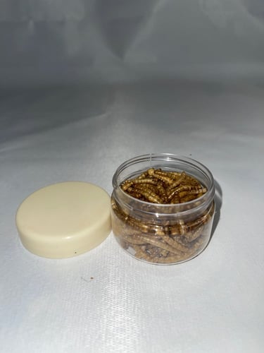 دود القبابي مجفف