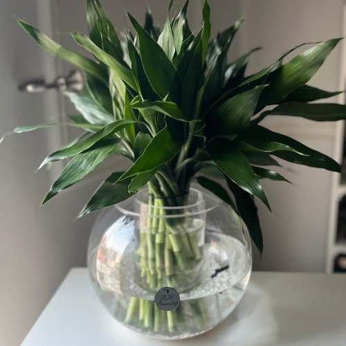 Bamboo and fighter fish won