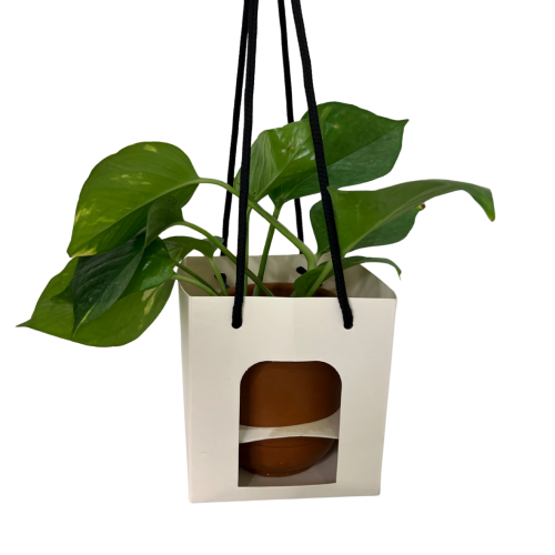 Plant pots with elegant pottery
