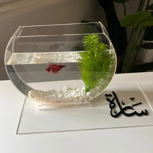 Fighter fish tank 1