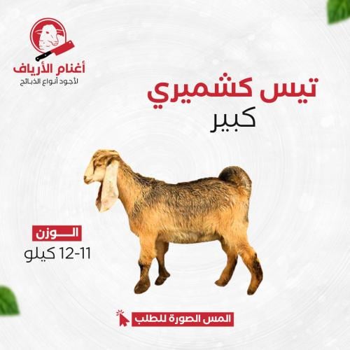 تيس كشميري كبير