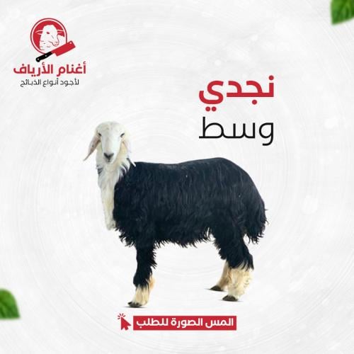 نجدي وسط