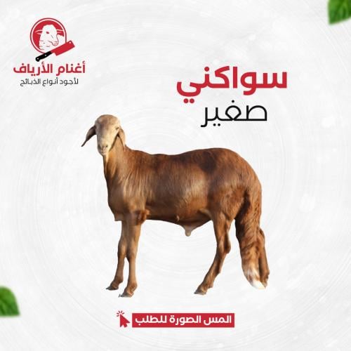 سواكني صغير