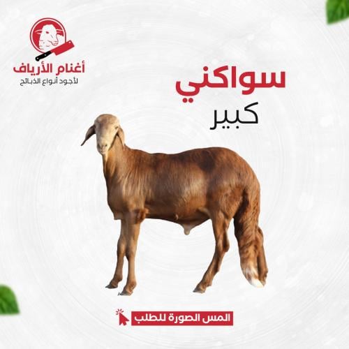 سواكني كبير