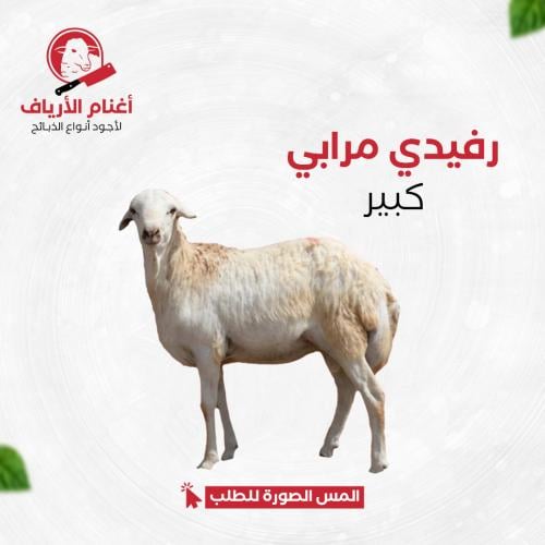 رفيدي مرابي كبير