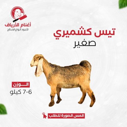 تيس كشميري صغير