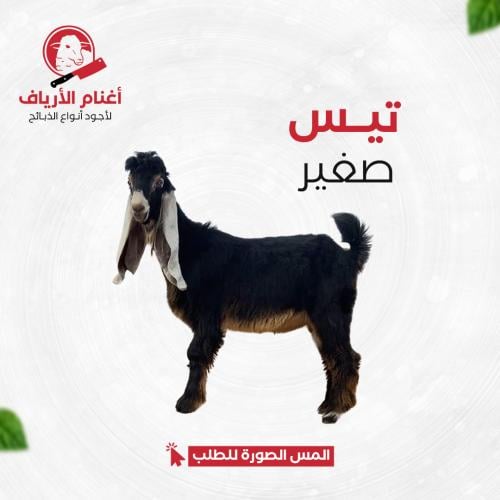 تيس صغير