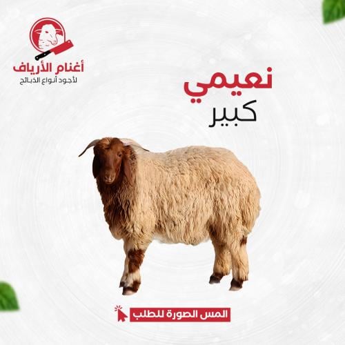 نعيمي كبير