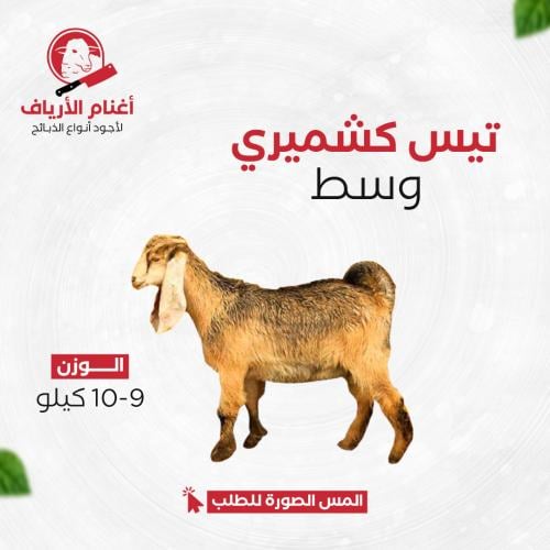تيس كشميري وسط