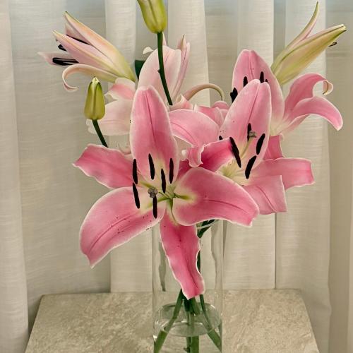 فازه الزنبق| Lily rose