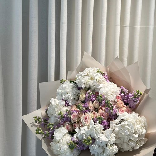 هايدرنجا | Hydrangea