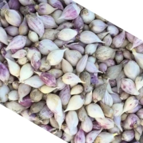 ثوم ذكر يمني درجة أولى 250 جرام