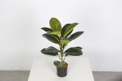 Oak Tree | كازدلا شجرة مطاط صناعية