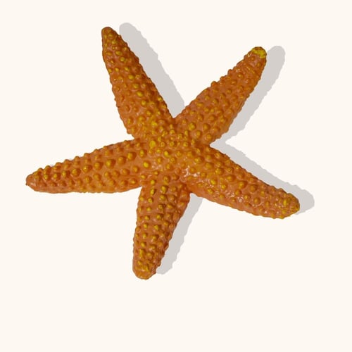 حيوانات البحر-حجم كبير