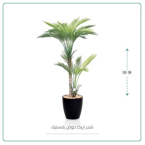 شجرة أريكا ارتفاع 130 سم