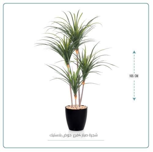 شجرة صبار 4 فروع ارتفاع 165 سم