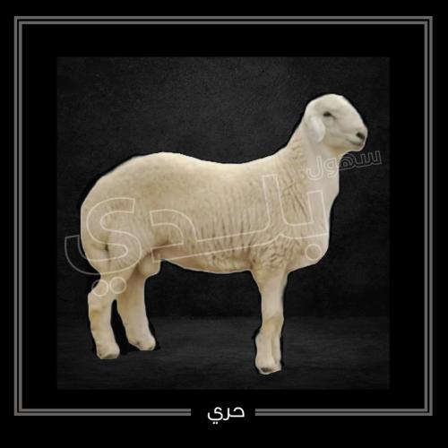 حري جدع صغير 10-12 كجم