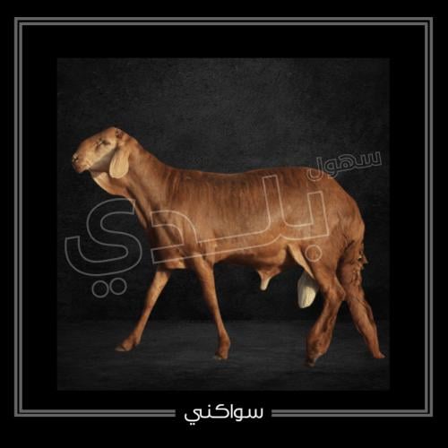 سواكني جدع وسط 21-23 كيلو