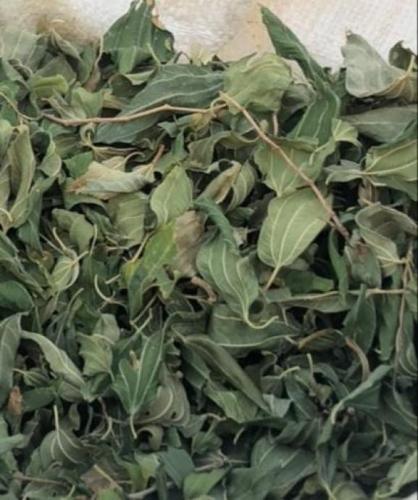 سدر بلدي نجران ورق