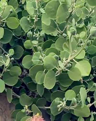 عشبة اللصف 150جرام