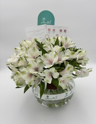 فازة " استروميريا "