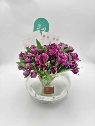 فازة " استروميريا "