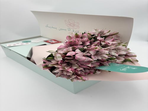 بوكس ورد "إسترو ميريا"