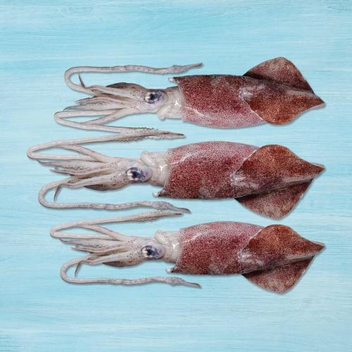 حبار كامل - باكستان/عمان