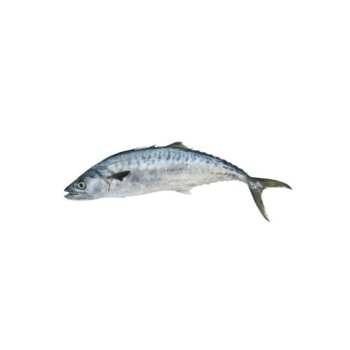كنعد طازج