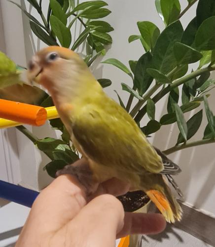 فروخ روز غر ومفطوم ( اختيارات متعددة)