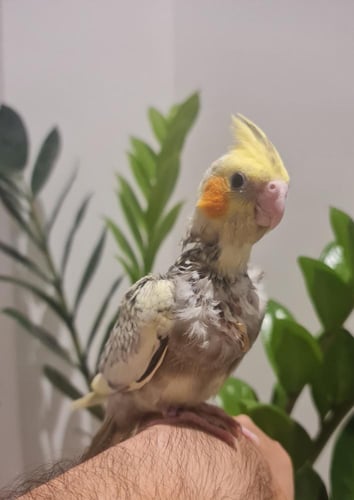 فرخ كروان بيرل