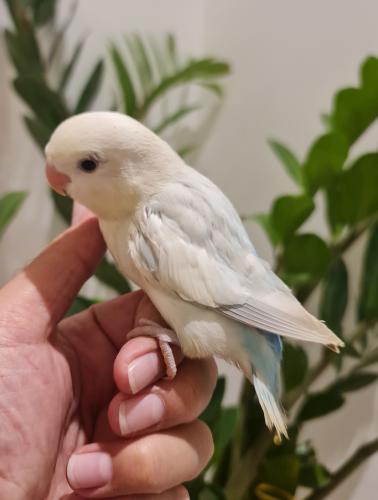 فرخ روز اليف