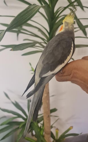 ذكر كوكتيل كروان اليف جاهز للانتاج