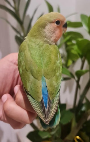 فرخ روز اليف جامبو مفطوم