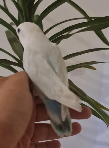 طير روز ليف