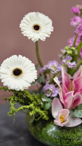 فازة هولندي كلاسيك