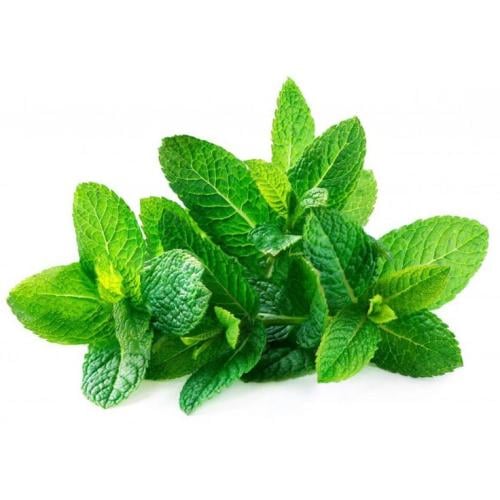نعناع