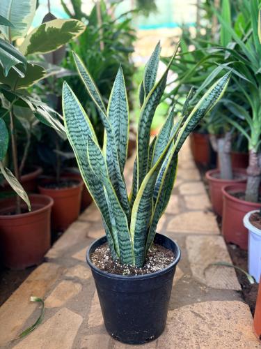 Tiger skin cactus