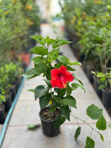 Hibiscus flower - Small