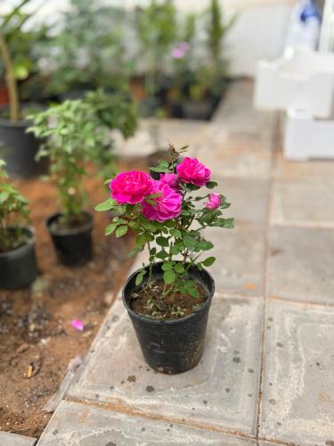 جوري - صغير