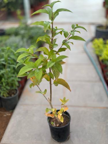 Jasmine Australian - Small