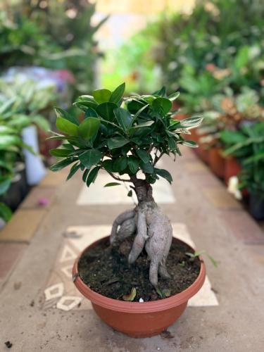 Bonsai - Small