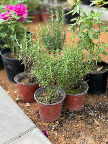 Rosemary - Small