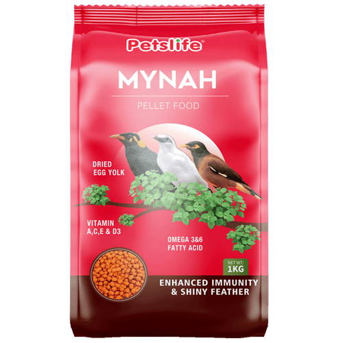 غذاء خاص للبلابل وطائر المينا