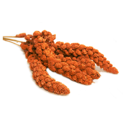 الدخن الأحمر عناقيد