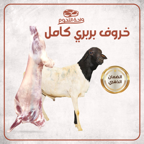 خروف بربري الوزن 13-17 كجم شامل الكبدة والراس