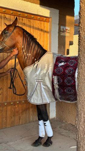 Jalal winter luxury, with Turkish design [Red - White]