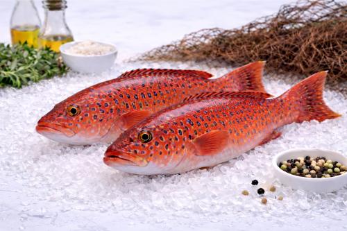 Fresh Najel fish (per kilogram)