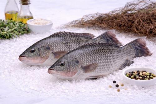 Fresh tilapia fish (per kilogram)