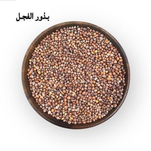 بذور الفجل الاحمر